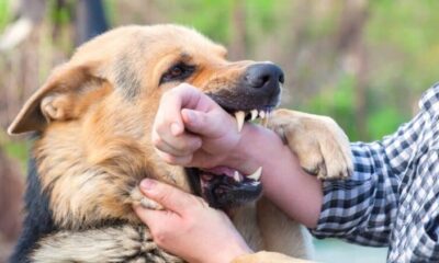 نظر فقه درباره نگهداری از حیوانات خانگی؛ آیا سگ داشتن حرام است؟