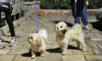 طرح «ساماندهی سگ‌گردانی» در اصفهان اجرا می‌شود