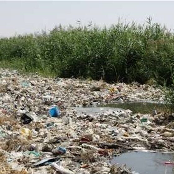 آبیاری گندم و جو با فاضلاب/تقابل اراده مسئولان و منافع مالی سودجویان