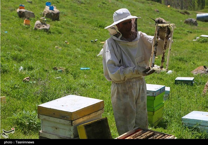 بحران پنهان در بازار عسل/ وقتی زنبوردار میجنگد اما بازار رهاست/ جولان عسلهای تقلبی! اخبار استان مازندران , کشاورزی ,