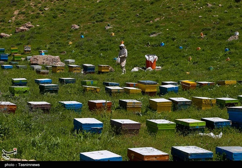 بحران پنهان در بازار عسل/ وقتی زنبوردار میجنگد اما بازار رهاست/ جولان عسلهای تقلبی! اخبار استان مازندران , کشاورزی ,