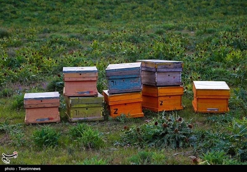 بحران پنهان در بازار عسل/ وقتی زنبوردار میجنگد اما بازار رهاست/ جولان عسلهای تقلبی! اخبار استان مازندران , کشاورزی ,