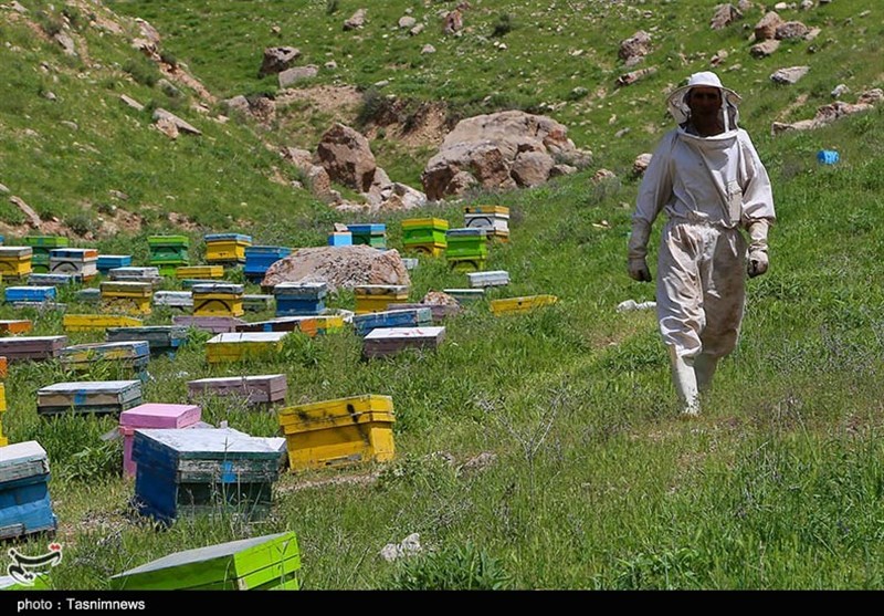 بحران پنهان در بازار عسل/ وقتی زنبوردار میجنگد اما بازار رهاست/ جولان عسلهای تقلبی! اخبار استان مازندران , کشاورزی ,