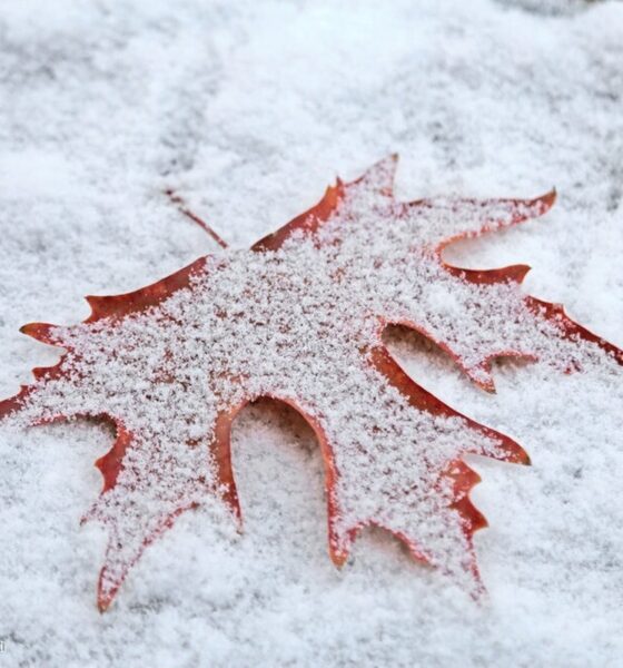 برف نیم متری این استان را غافلگیر کرد + عکس