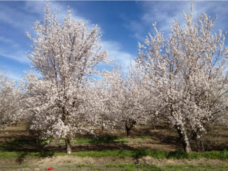 بهترین زمان سمپاشی نهال بادام بهترین زمان سمپاشی نهال بادام, راهنمای سمپاشی نهال بادام