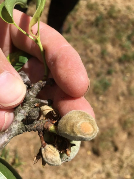 بهترین زمان سم‌پاشی نهال بادام, راهنمای سم‌پاشی نهال بادام