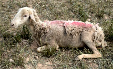 راه‌های انتقال آناپلاسموز در دام, پیشگیری از آناپلاسموز گوسفندان