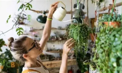 ترفندهای حرفه‌ای برای مراقبت و آبیاری گیاهان آویز