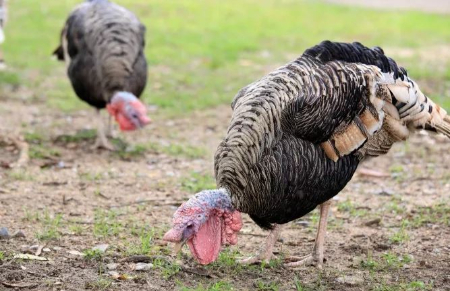 تغذیه بوقلمون, جیره غذایی بوقلمون