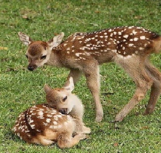 تولد ۶ گوزن زرد ایرانی در پارک‌های ملی کرخه و دز