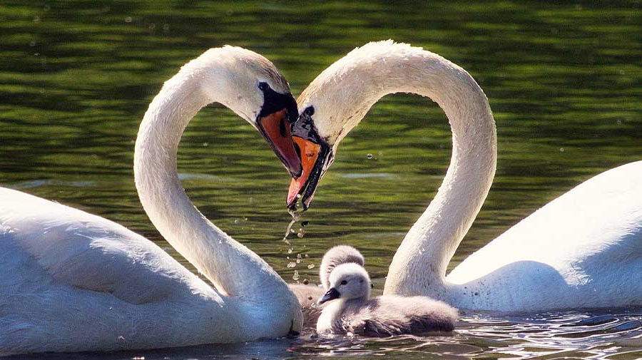 حفظ هویت فردی و تعادل بین «من» و «ما» در ازدواج حفظ هویت فردی و تعادل بین «من» و «ما» در ازدواج