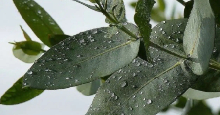 کاشت و نگهداری گیاه اکالیپتوس, اکالیپتوس آپارتمانی
