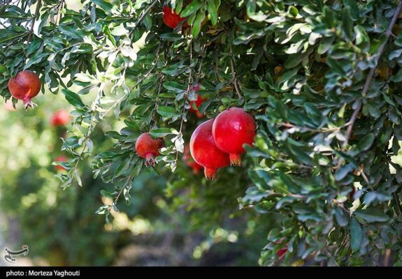 راز طلای سرخ در میانکاله/ محصولی که جای برنج و مرکبات را گرفت/ برگ برنده شمال چیست؟