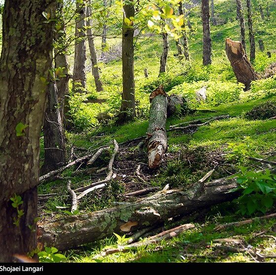 روایت میدانی یک فاجعه/ هیرکانی زیر تیغ قاچاق و ویلاسازی‌‌/ جنگل‌های ایران آب می‌رود!