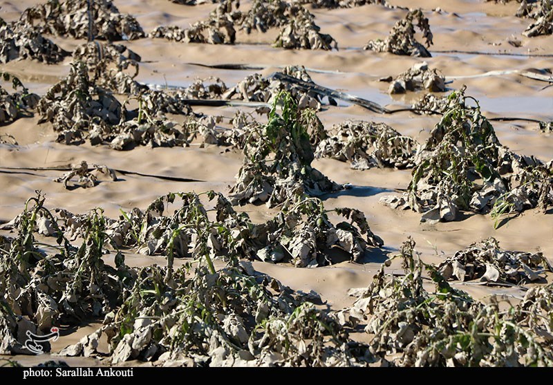 استان کرمان , اخبار استان کرمان , کشاورزی , سیل , بارندگی , 