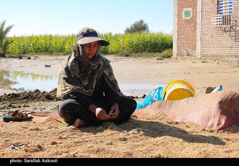 استان کرمان , اخبار استان کرمان , کشاورزی , سیل , بارندگی , 