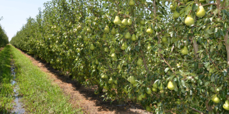 بهترین زمان سم‌پاشی نهال‌های گلابی, سم‌پاشی درخت گلابی 