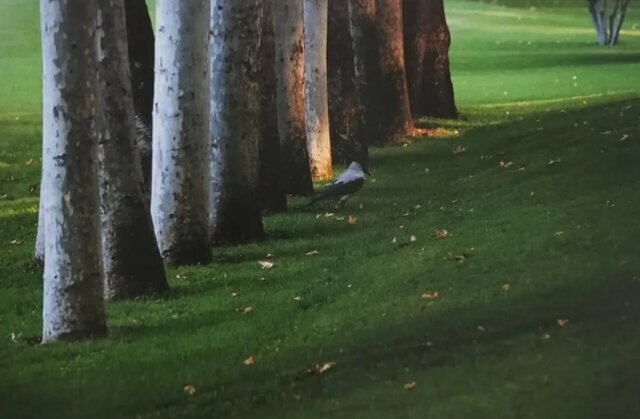 چرا عکسهای کیارستمی معروف شدند؟ مجموعه عکسهای عباس کیارستمی