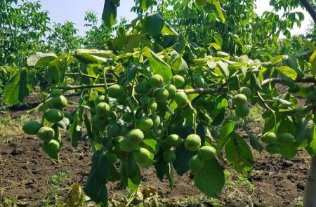 بهترین زمان سمپاشی نهال گردو زمان سمپاشی برای آفات گردو, سمپاشی پیشگیرانه نهال گردو