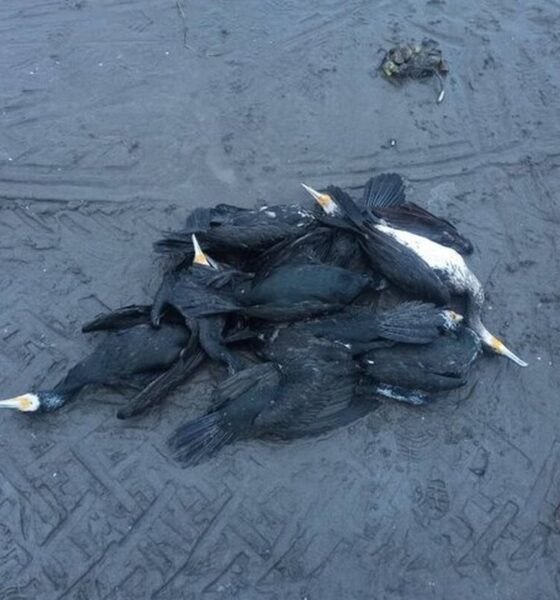 مرگ تلخ باکلان‌ها در انزلی / ماجرا چیست؟