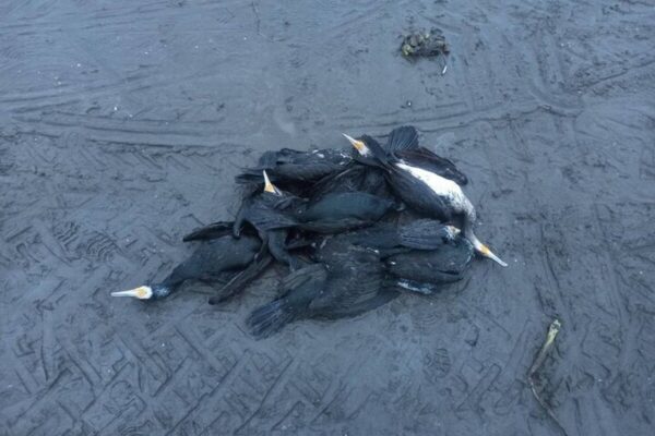 مرگ تلخ باکلان‌ها در انزلی / ماجرا چیست؟