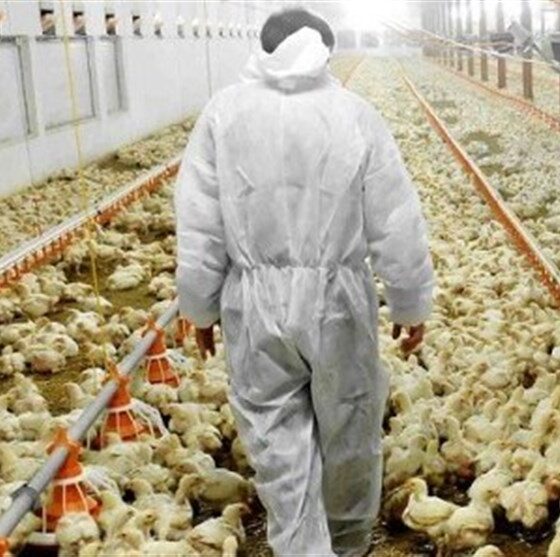 هشدار آنفلوانزای فوق حاد پرندگان به 1765 مرغداری خراسان رضوی