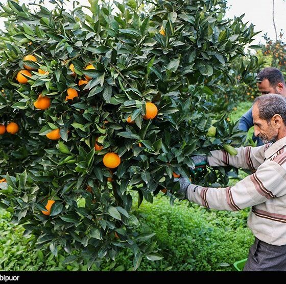 کشاورزی ‌مبتنی بر فناوری در شمال/ شناسنامه الکترونیکی باغات صادر شد