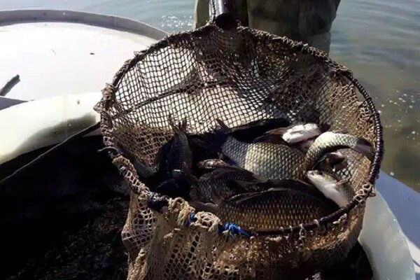 ماهیگیری سازمان اوقاف از صنعتی جدید در خلیج فارس؛ صید طلای آبی در قفس