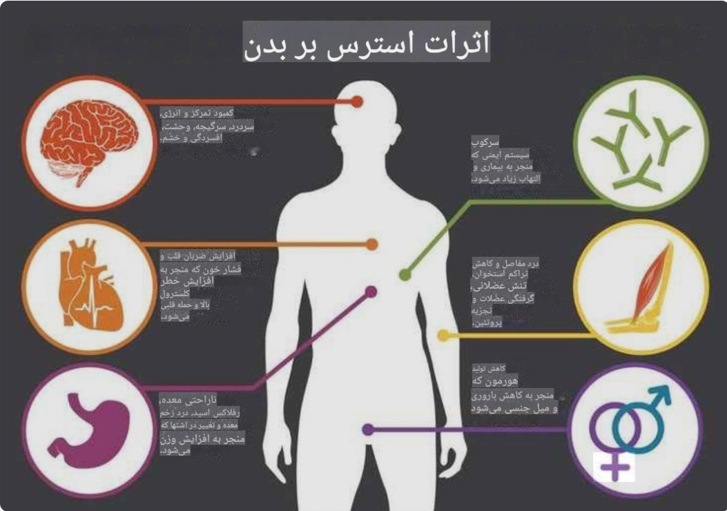 اینفوگراف تاثیر استرس بر بدن (ترجمه شده) اینفوگراف تاثیر استرس بر بدن (ترجمه شده)