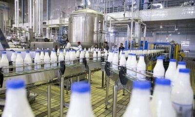 صادرات محصولات لبنی کشور ادامه دارد