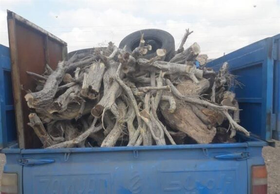 ممنوعیت حمل چوب در گلستان طی ایام نوروز ممنوعیت حمل چوب در گلستان طی ایام نوروز