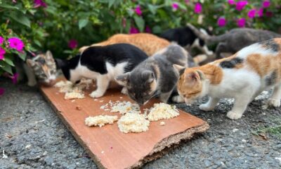 آسیب‌های غذارسانی به حیوانات شهری؛ برهم خوردن تعادل زیستی