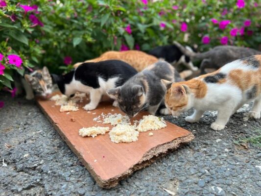 آسیب‌های غذارسانی به حیوانات شهری؛ برهم خوردن تعادل زیستی