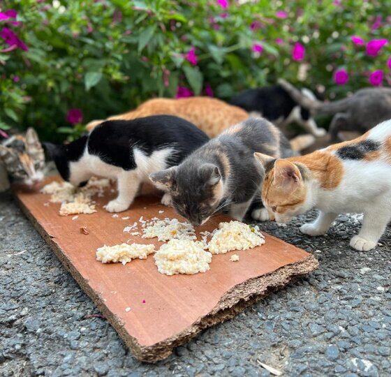 آسیب‌های غذارسانی به حیوانات شهری؛ برهم خوردن تعادل زیستی