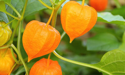 آشنایی با میوه فیسالیس و خواص فیسالیس