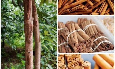 آشنایی با نحوه رشد و مراقبت از درخت دارچین