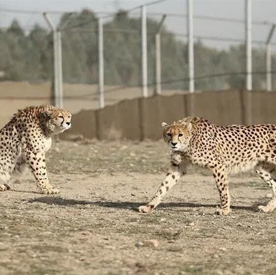 بحران در زیستگاه یوز آسیایی؛ تنها یک یوز نر در مرکز تکثیر توران