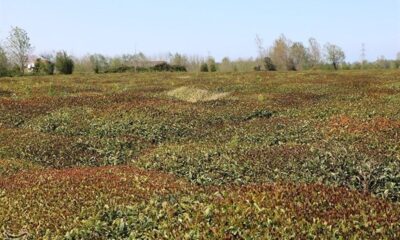 برفِ ناخوانده، باغ‌های اهر را در آغوشِ سرما فرو برد