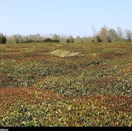 برفِ ناخوانده، باغ‌های اهر را در آغوشِ سرما فرو برد
