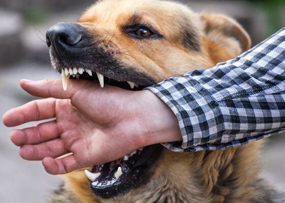 ثبت ۳۲ مورد حیوان‌ گزیدگی در بیجار طی ایام نوروز