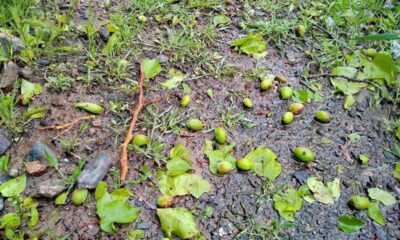 خسارت 100 میلیارد ریالی به مزارع گیلان‌غرب بر اثر تگرگ و بارندگی شدید