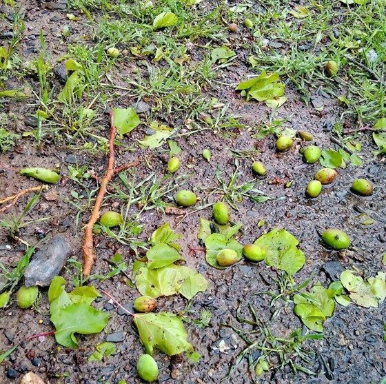 خسارت 100 میلیارد ریالی به مزارع گیلان‌غرب بر اثر تگرگ و بارندگی شدید