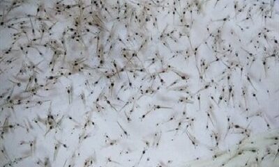 سرمایه‌گذاری چهار هزار میلیاردی برای تولید لارو میگو در قشم