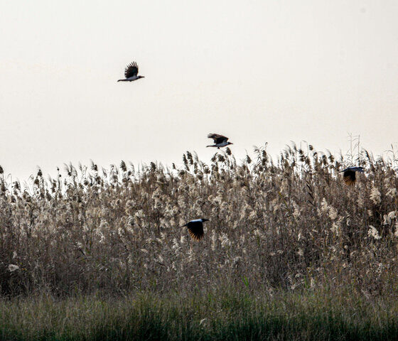 شکارچی حرفه‌ای پرندگان مهاجر در تالاب بین المللی شادگان دستگیر شد