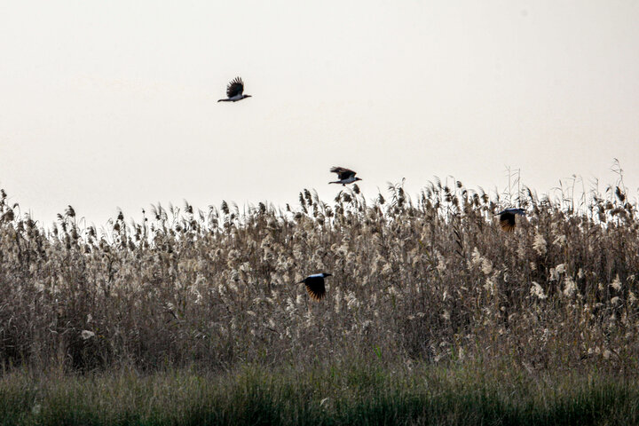 شکارچی حرفه‌ای پرندگان مهاجر در تالاب بین المللی شادگان دستگیر شد
