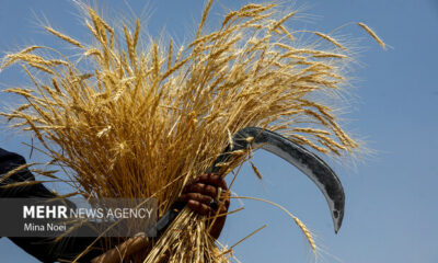 فصل خوب گندم کاران در استان بوشهر؛ ۱۱۷ هزار هکتار زیر کشت رفت