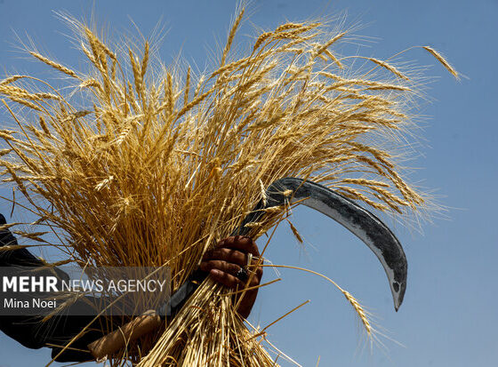 فصل خوب گندم کاران در استان بوشهر؛ ۱۱۷ هزار هکتار زیر کشت رفت