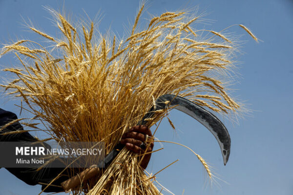 فصل خوب گندم کاران در استان بوشهر؛ ۱۱۷ هزار هکتار زیر کشت رفت