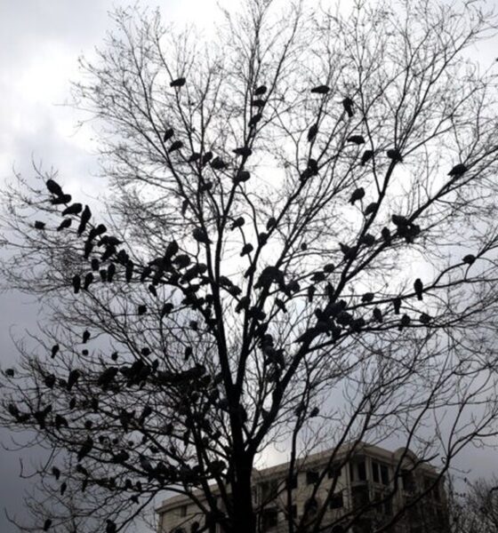 هشدار جدی هواشناسی صادر شد/ وزش باد شدید همراه با رگبار و رعد و برق در راه تهران