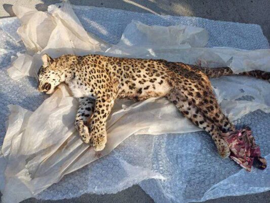 پیدا شدن لاشه یک فرد پلنگ ایرانی در ارتفاعات اسفراین+ عکس